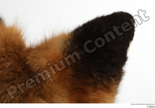 Red fox ear 0014.jpg